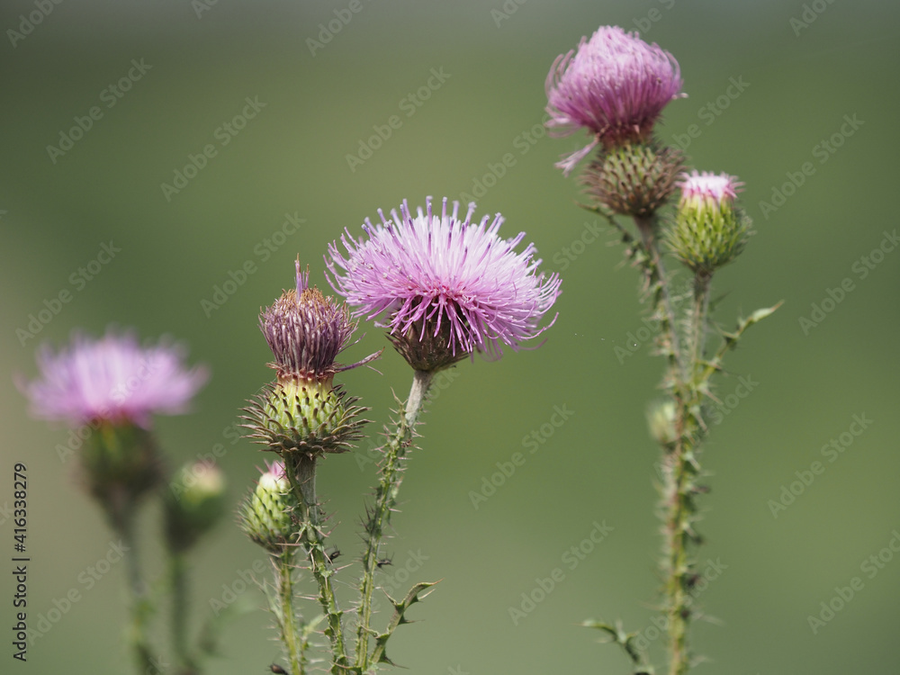 thistle flower in bloom