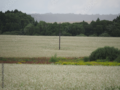 Obraz na płótnie field in the village w salonie
