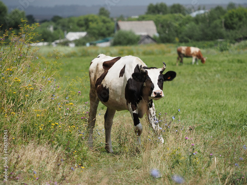 cow on the meadow