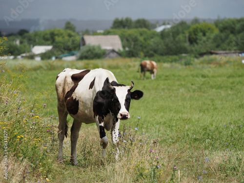 Obraz na płótnie cows in the field w salonie