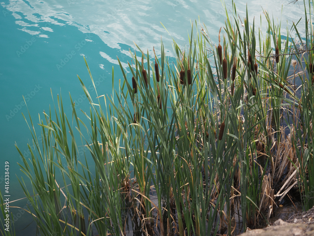 reeds on the lake