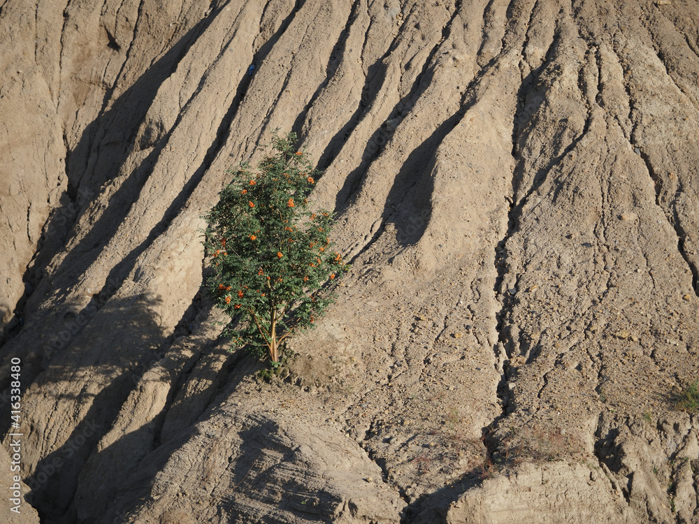 tree on a rock