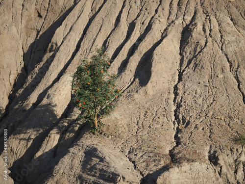 Obraz na płótnie tree on a rock w salonie