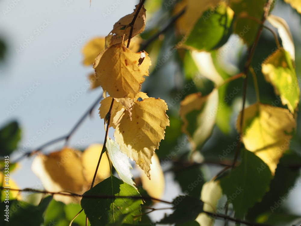 yellow autumn leaves