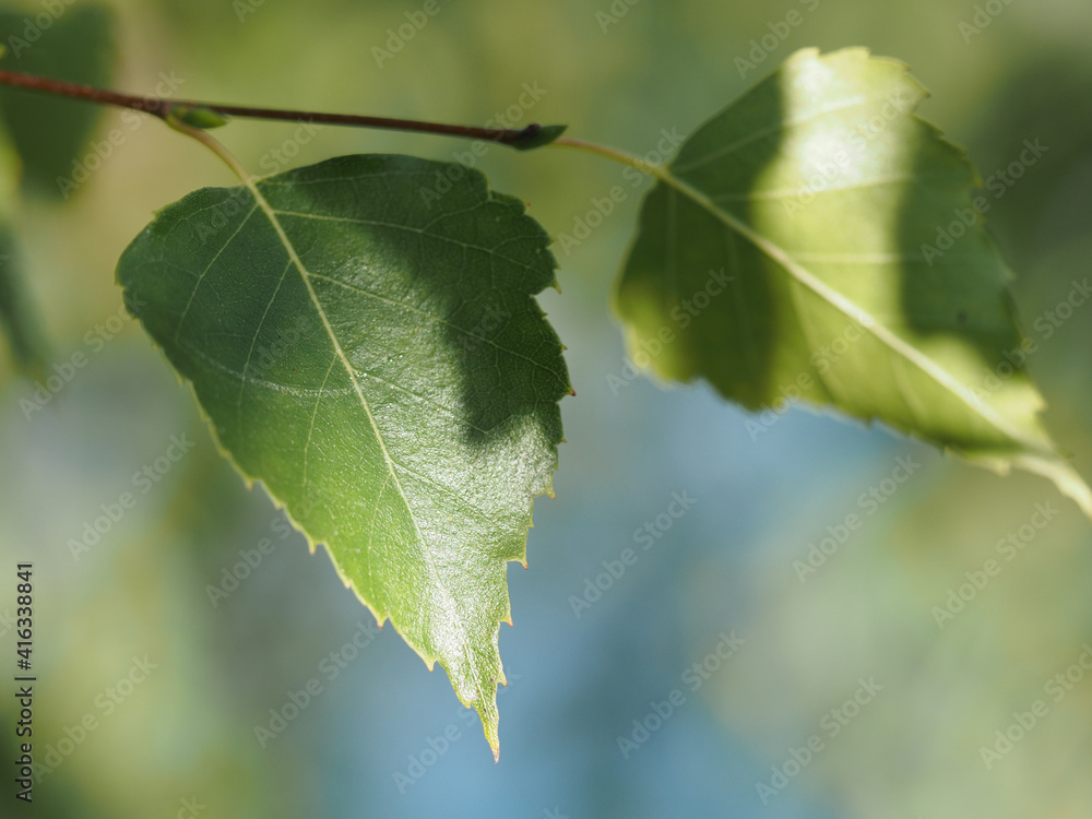 leaf of a tree