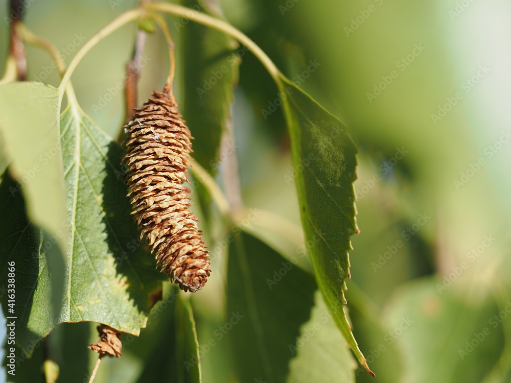 leaves and buds