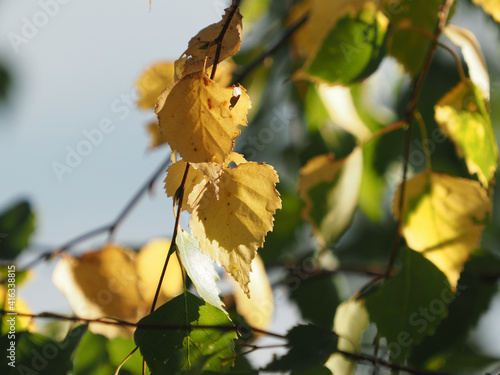 Obraz na płótnie yellow autumn leaves w salonie