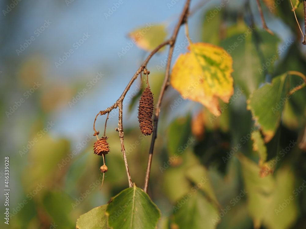 leaves and buds