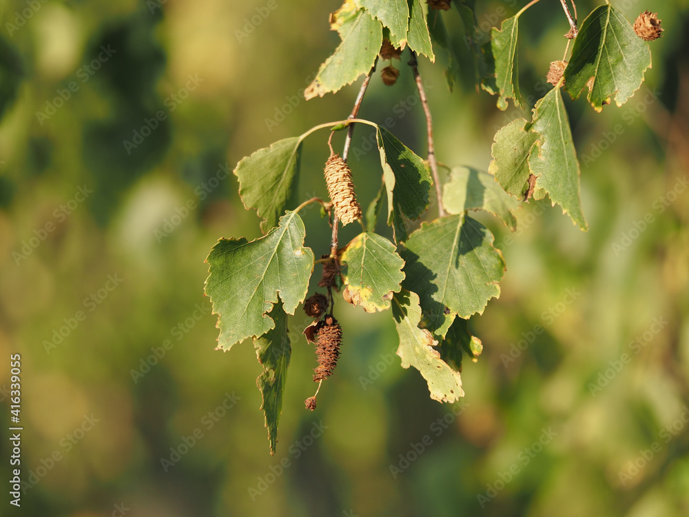 leaves and buds