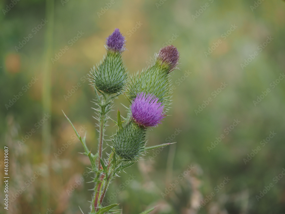 thistle flower