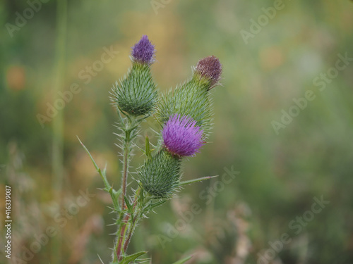 Obraz na płótnie thistle flower w salonie