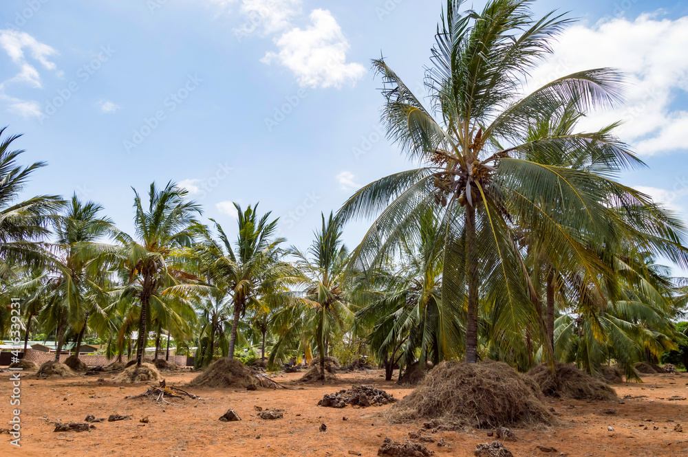 A large plantation of coconut palms