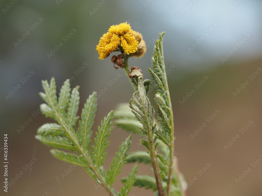 beetle on a flower