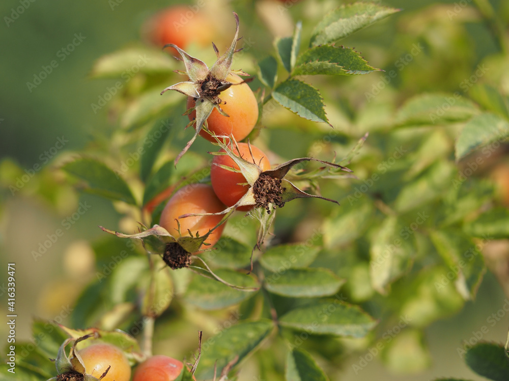 berries of a dogrose