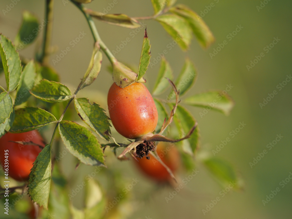 berries of a dogrose
