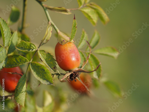 Obraz na płótnie berries of a dogrose w salonie