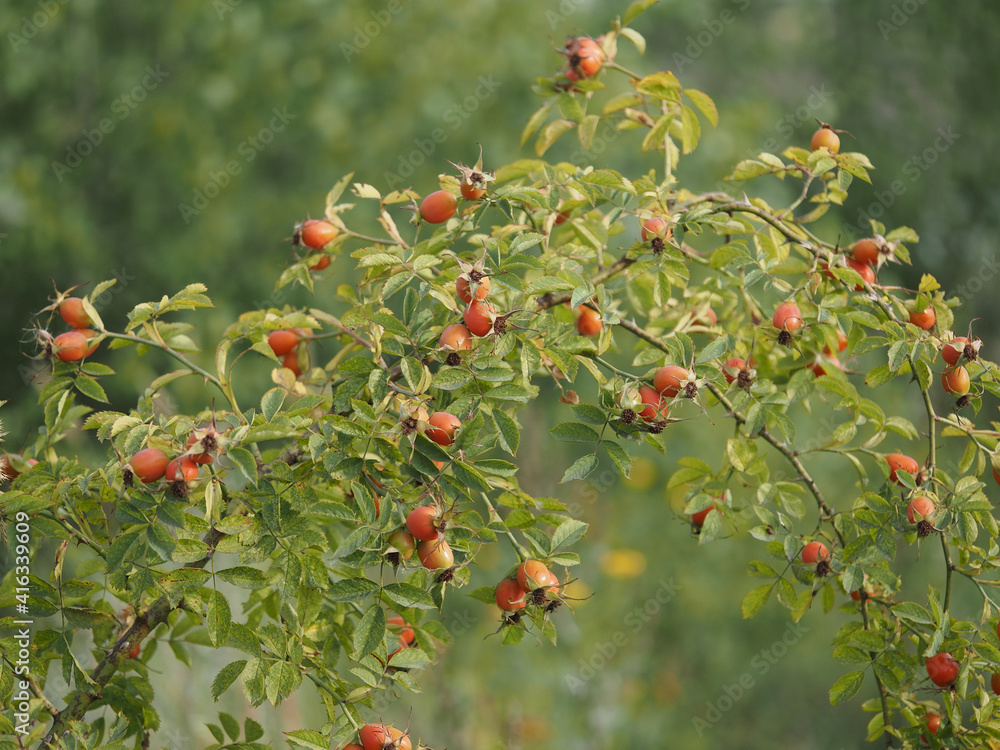 rosehip bush