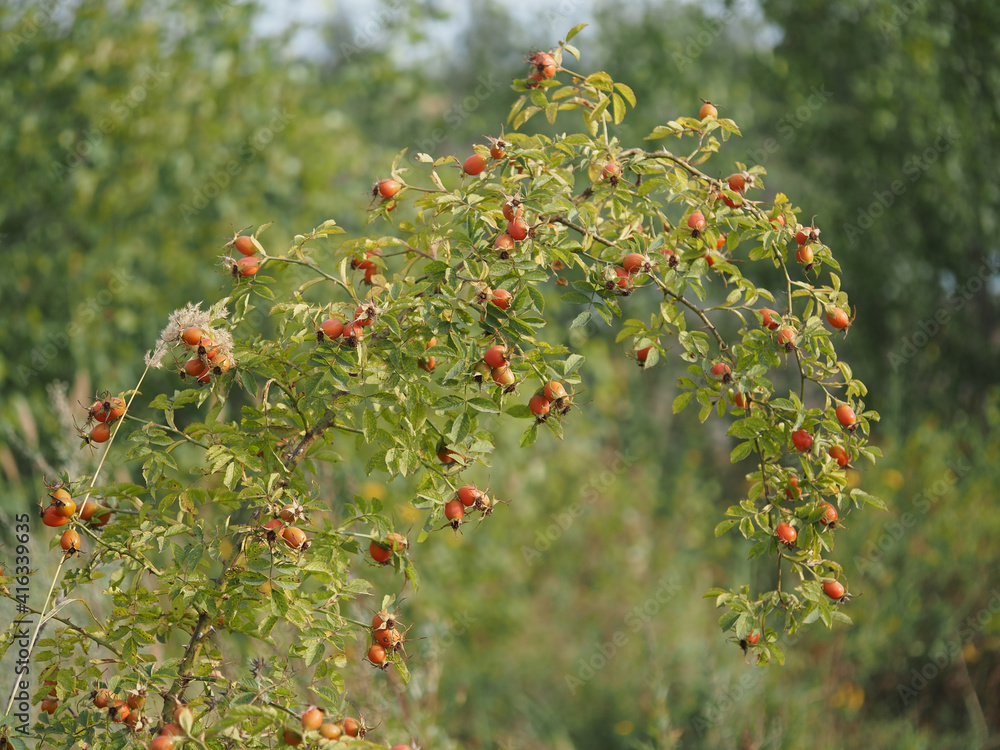 rosehip bush