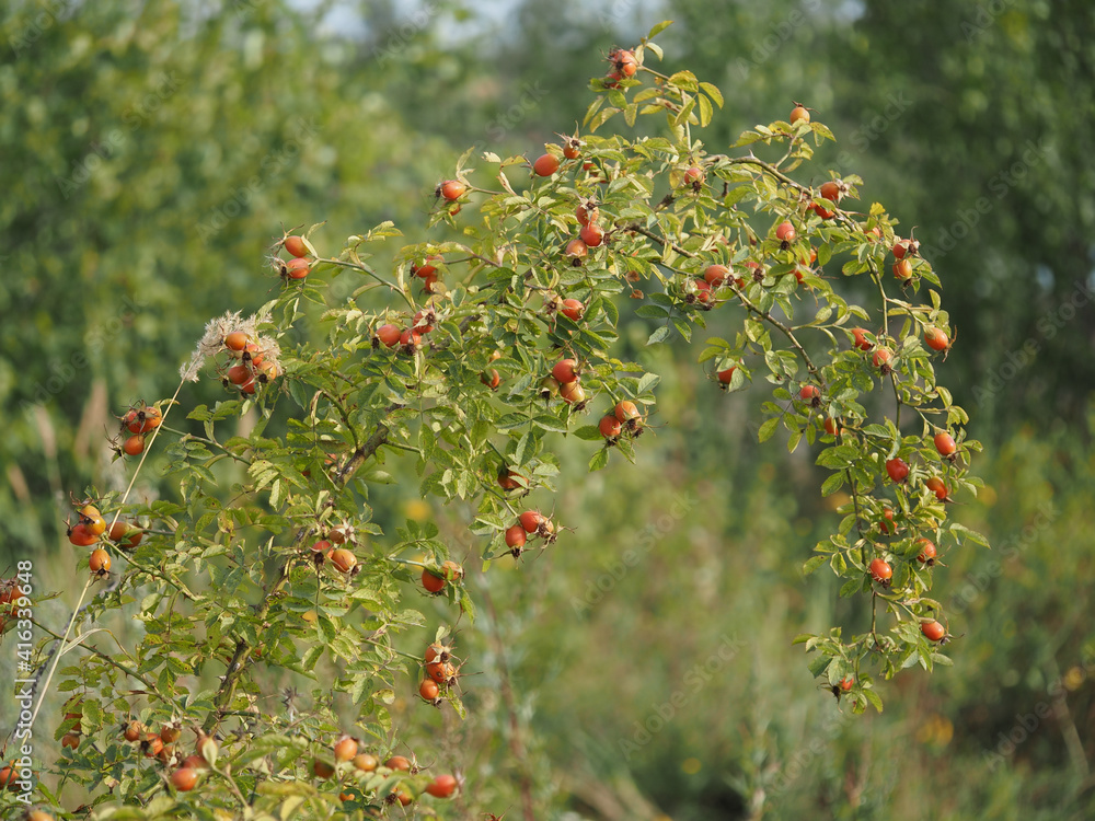 rosehip bush