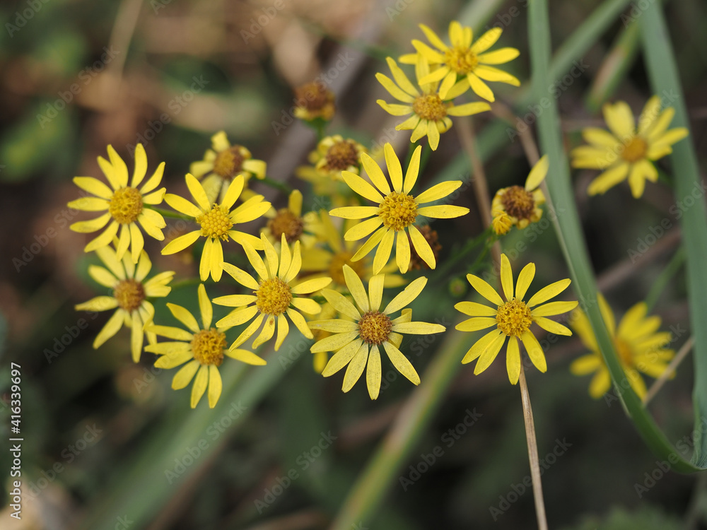 yellow dandelion flower