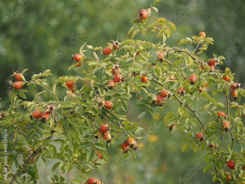 Obraz na płótnie rosehip bush w salonie
