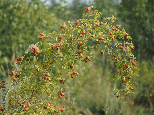 Obraz na płótnie rosehip bush w salonie
