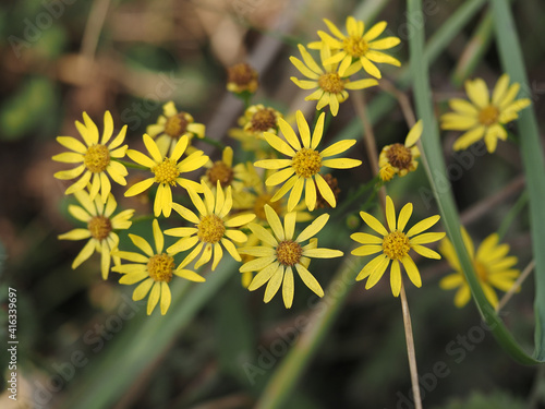 yellow dandelion flower