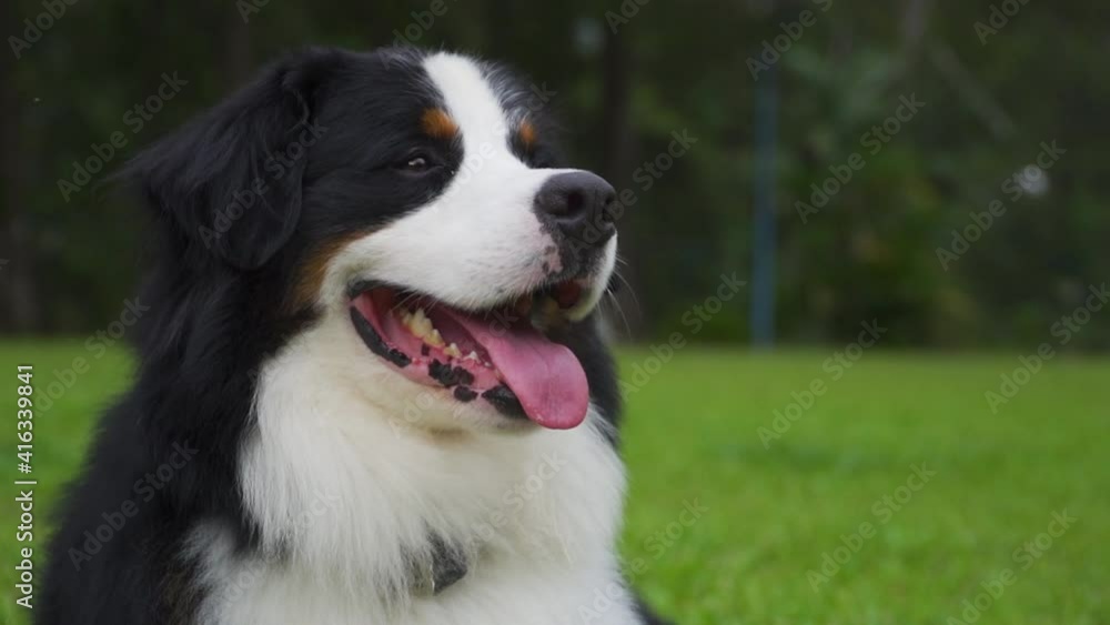 Bernese mountain dog lying in green garden Bernese mountain dog lying in green garden