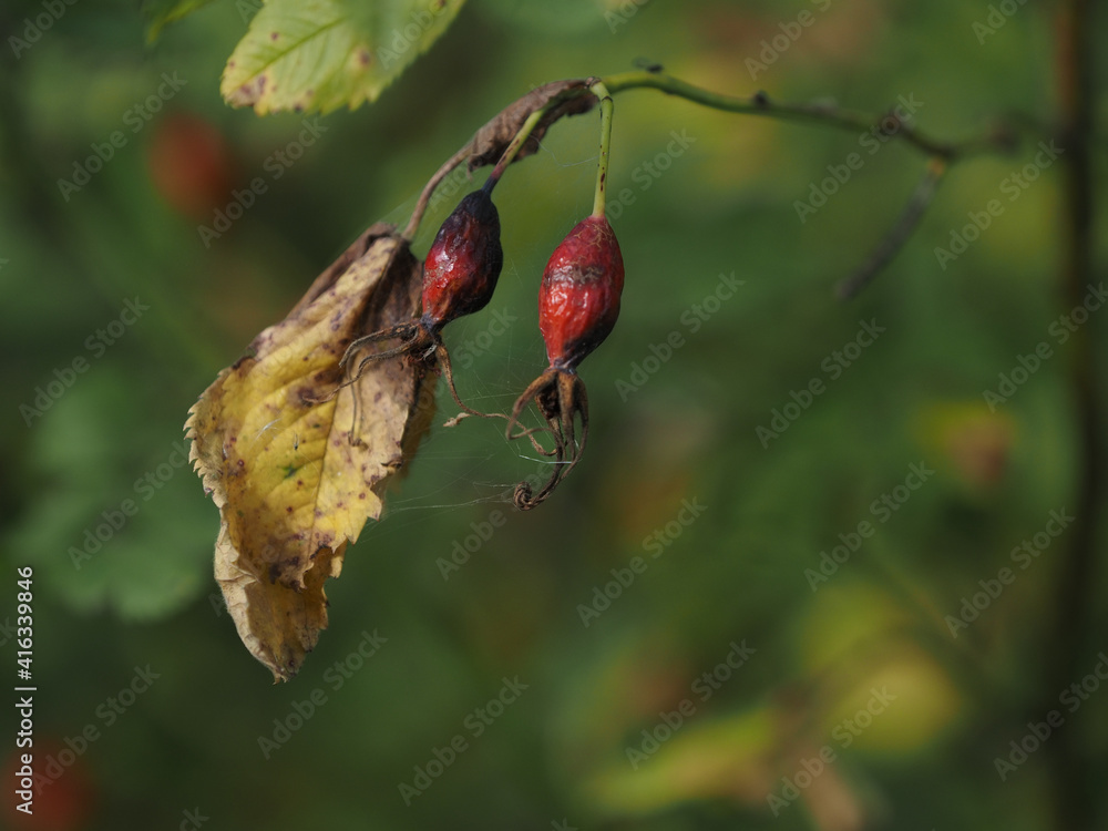 dried rose hips