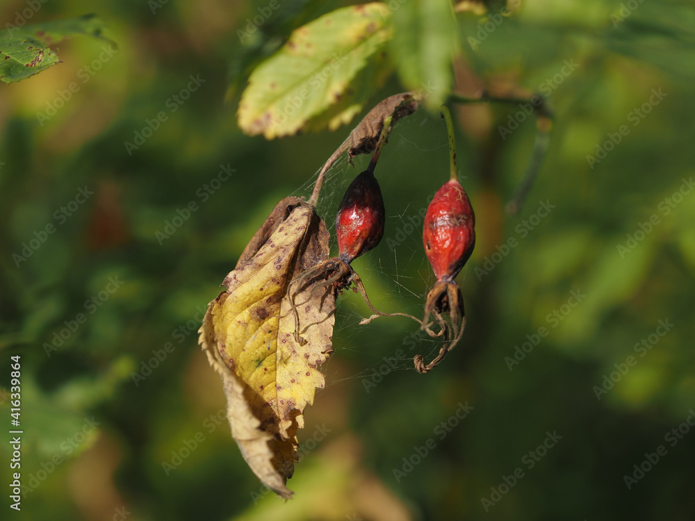 dried rose hips