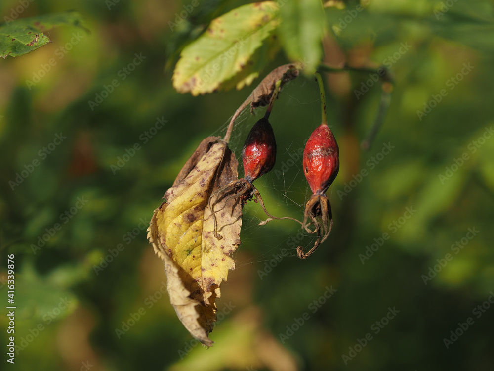 dried rose hips