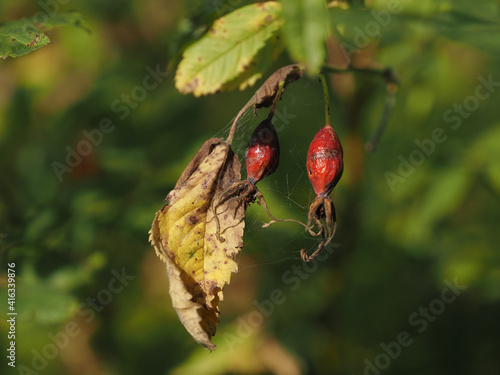 Obraz na płótnie dried rose hips w salonie
