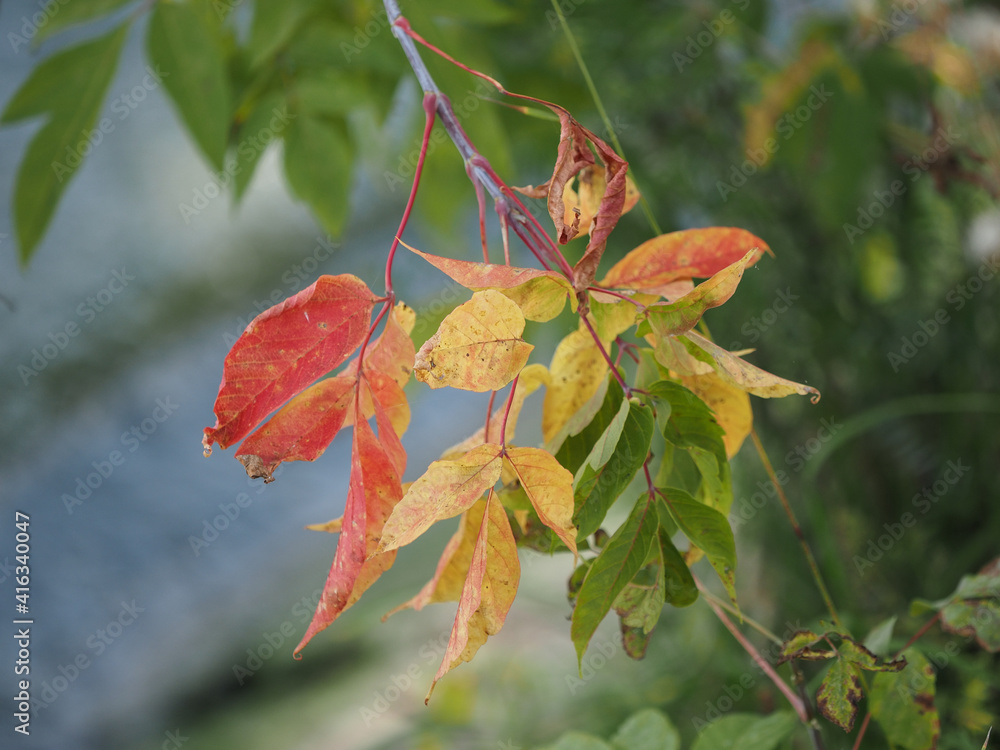 red autumn leaves