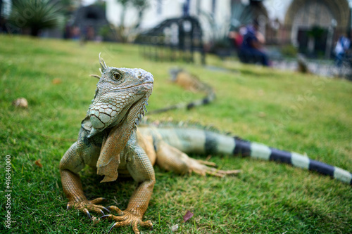 Green iguana in the seminario park resting on the grass, a park in the downtown of Guayaquil is home to hundreds of iguanas that share the day with national and foreign tourists photo