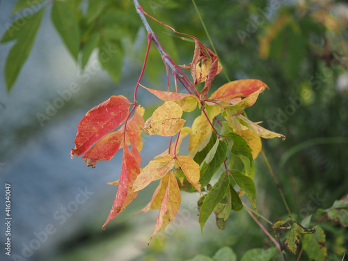 red autumn leaves