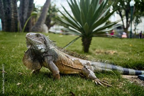 Green iguana in the seminario park resting on the grass, a park in the downtown of Guayaquil is home to hundreds of iguanas that share the day with national and foreign tourists photo