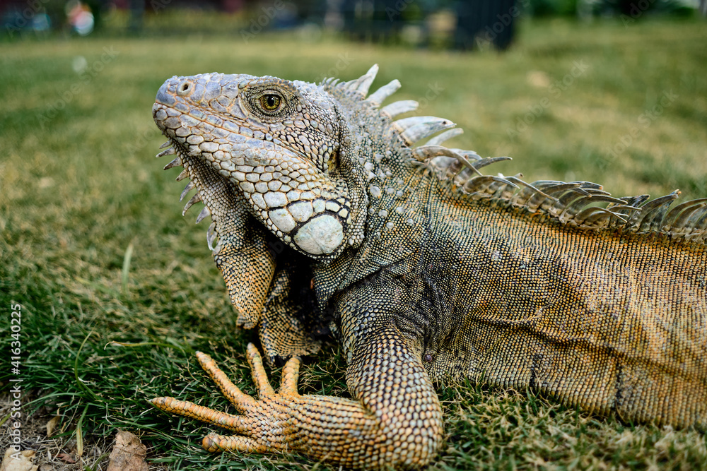 Green iguana in the seminario park resting on the grass, a park in the downtown of Guayaquil is home to hundreds of iguanas that share the day with national and foreign tourists Green iguana in the seminario park resting on the grass, a park in the downtown of Guayaquil is home to hundreds of iguanas that share the day with national and foreign tourists