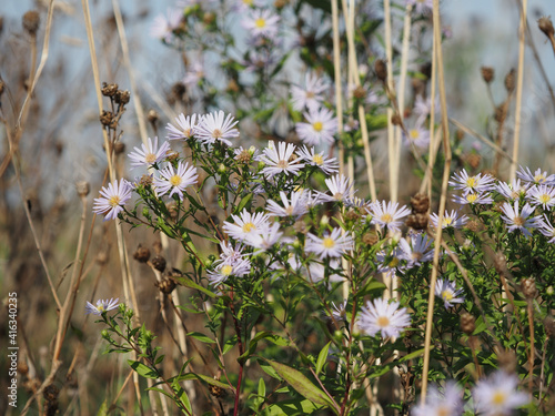 flowers in the meadow