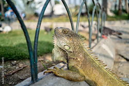 Green iguana in the seminario park resting on the grass, a park in the downtown of Guayaquil is home to hundreds of iguanas that share the day with national and foreign tourists photo