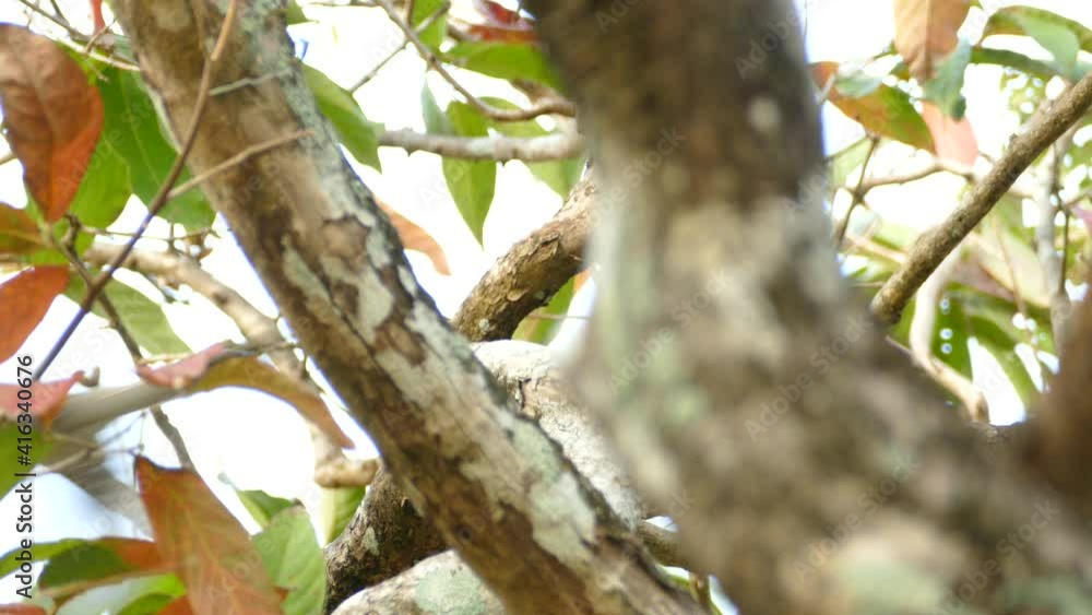 A small gray and white bird perched on the top of a tree soars quickly A small gray and white bird perched on the top of a tree soars quickly