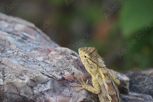 Girgit ( Indian chameleon)