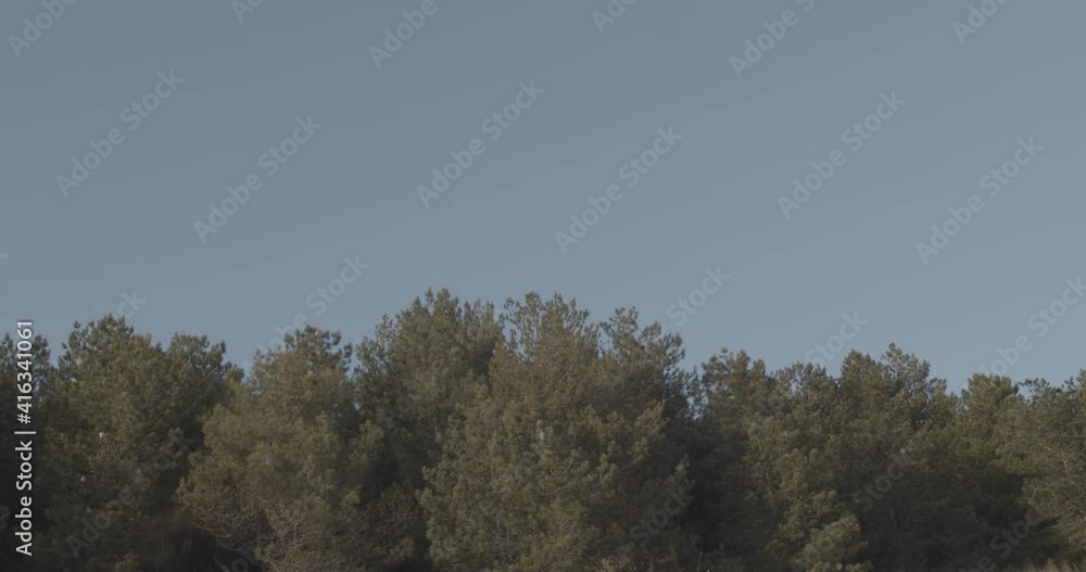 Branches in the top of green trees slowly moving in the wind on a bright sunny cold winter day. Wide shot Branches in the top of green trees slowly moving in the wind on a bright sunny cold winter day. Wide shot