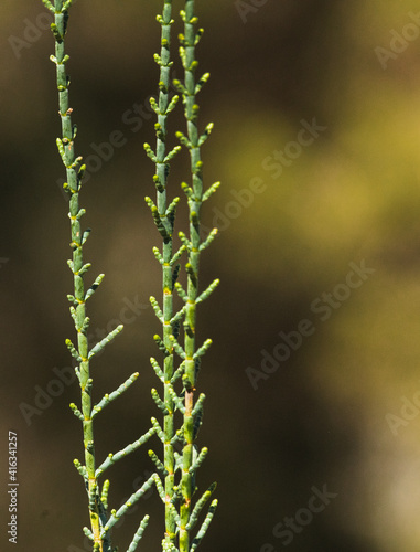 Salicornia growing in salt marshes and beach