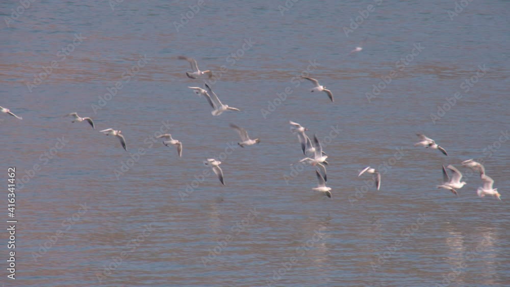 flock of seagulls in slow motion on Danube river near Linz flock of seagulls in slow motion on Danube river near Linz