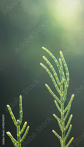 Salicornia growing in salt marshes and beach