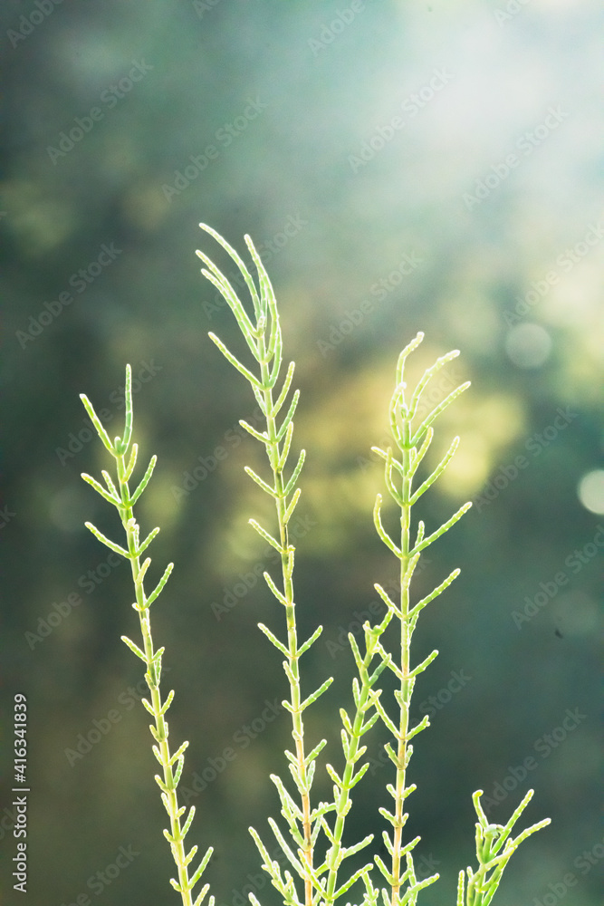 Salicornia growing in salt marshes and beach Salicornia growing in salt marshes and beach