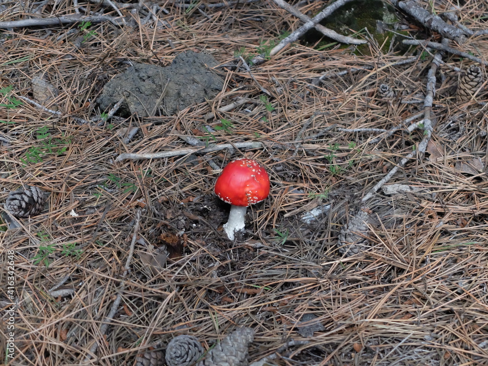 fly agaric mushroom