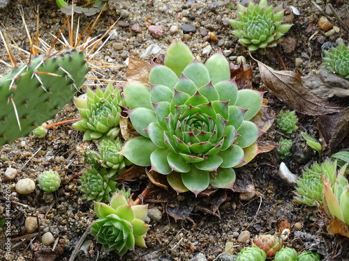 Succulent