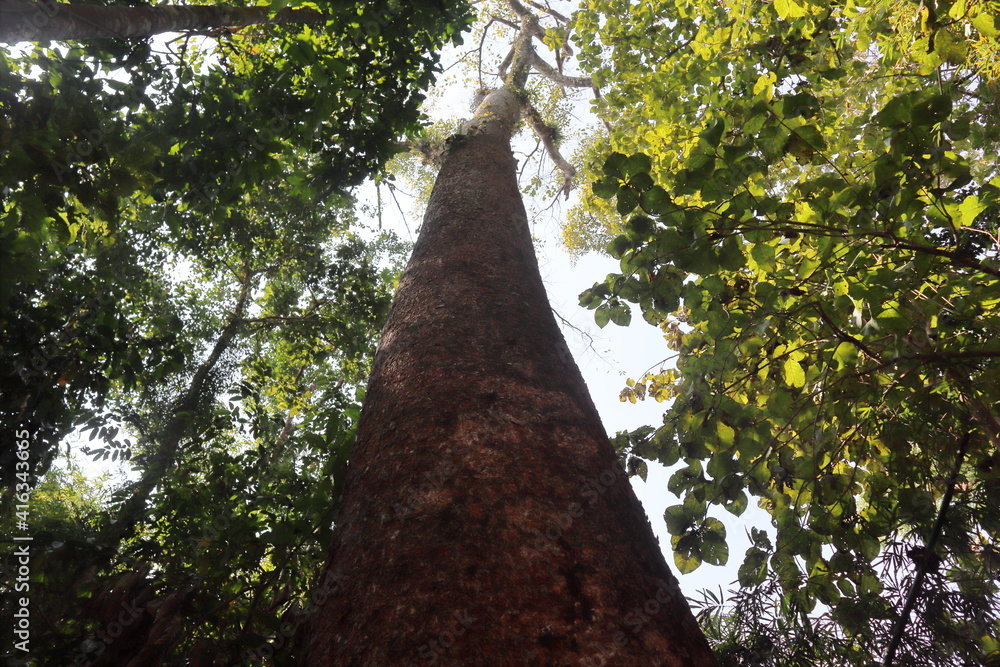 A Tall Tree at Lawachora National Forest A Tall Tree at Lawachora National Forest
