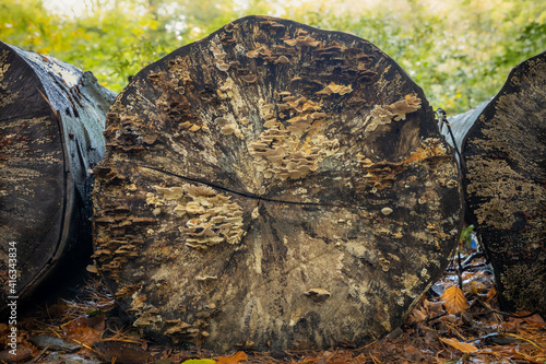 sawn tree trunks overgrown with mushrooms